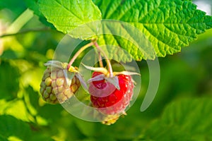 Ripe raspberries