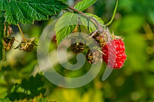 Ripe raspberries