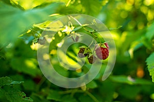 Ripe raspberries