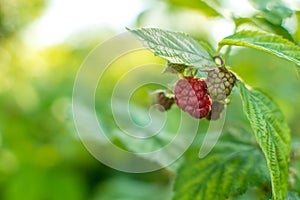 Ripe raspberries