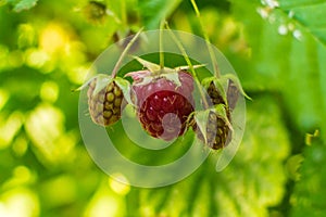 Ripe raspberries