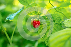 Ripe raspberries