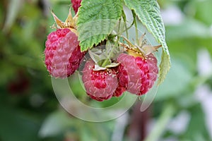 Ripe raspberries