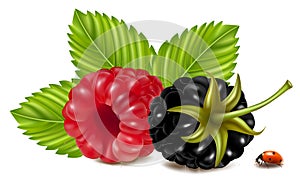 Ripe raspberries and blackberry