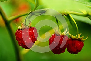 Ripe raspberries on a branch