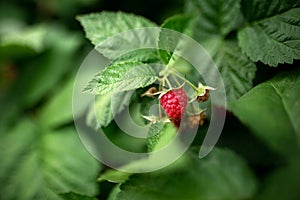 Ripe raspberries on the bush. Gardening, vegetable garden, home plants, berries, fruits