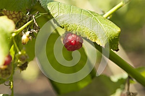Ripe raspberries in a garden on a green background