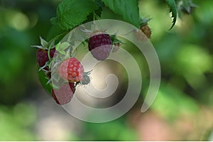 Ripe raspberries in the garden