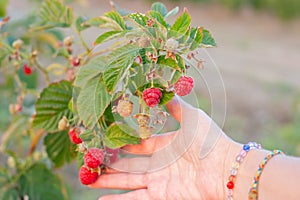 ripe raspberries of the Maravilla variety in a woman hand. Large varieties of raspberries grow on the farm photo