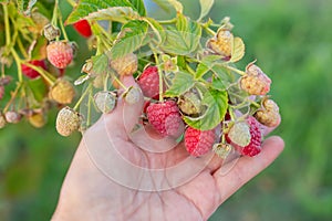 ripe raspberries of the Maravilla variety in a woman hand. Large varieties of raspberries grow on the farm photo