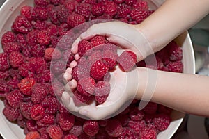 Ripe raspberries on the palm of your hand Healthy food. Vitamins. summer