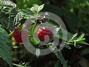 Ripe raspberries on the plant. closeup and blur background