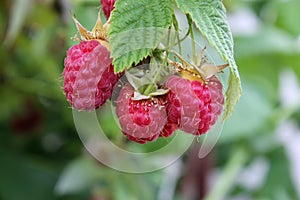 Ripe raspberries photo
