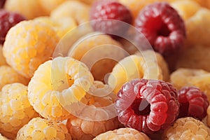 Ripe raspberries of two types, yellow and red as a background