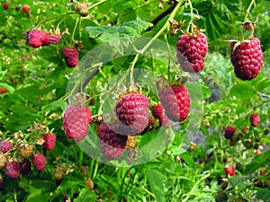 Ripe raspberry photo