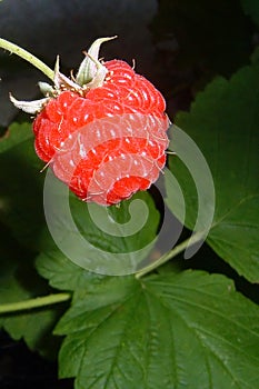 Ripe Raspberry