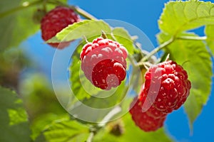 Ripe raspberry