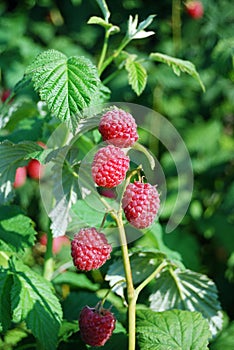 Ripe raspberry on a branch
