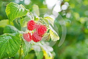 Ripe raspberry on branch