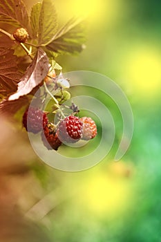 Ripe raspberry on the branch in the garden. Fresh raspberry bush. Juicy red berries. Delicious and healthy food