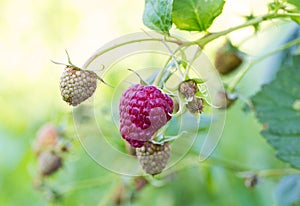 Ripe raspberry branch