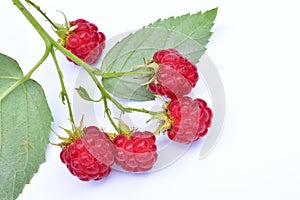 Ripe raspberry branch on white.