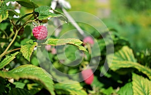 Ripe raspberry on a bush in the garden