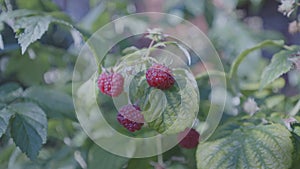 Ripe raspberry bush with leaves in garden of summer cottage