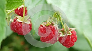 Ripe raspberry fruits on bush. Closeup raspberries swaying on the branch