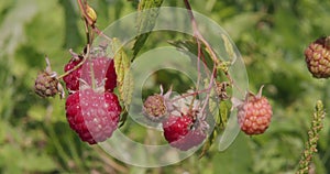 Ripe raspberry grows on a branch of a bush in garden and swaying in the wind