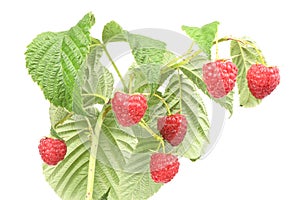 Ripe raspberry isolated