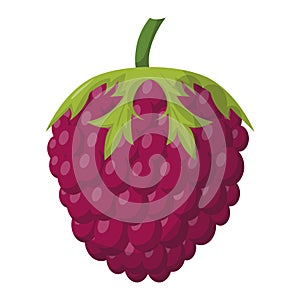 Ripe raspberry vector illustration.