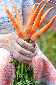 Ripe raw carrots in hands
