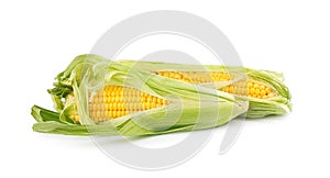 Ripe raw corn cobs with husk on white background