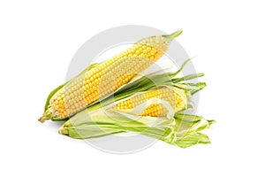 Ripe raw corn cobs with husk on white background