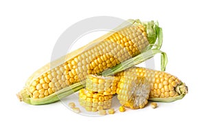 Ripe raw corn cobs on white background
