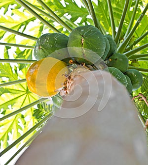 Ripe and raw papaya fruit.