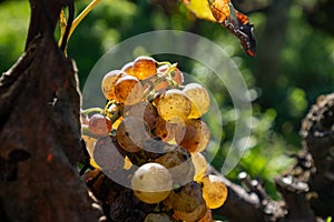 Ripe and ready to harvest Semillon white grape on Sauternes vineyards Barsac village affected by Botrytis cinerea noble rot,