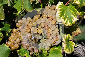 Ripe ready to harvest Semillon white grape on Sauternes vineyards in Barsac village affected by Botrytis cinerea noble rot, making