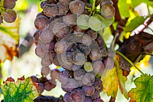 Ripe ready to harvest Semillon white grape on Sauternes vineyards in Barsac village affected by Botrytis cinerea noble rot, making photo