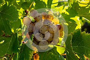 Ripe ready to harvest Semillon white grape on Sauternes vineyards in Barsac village affected by Botrytis cinerea noble rot, making