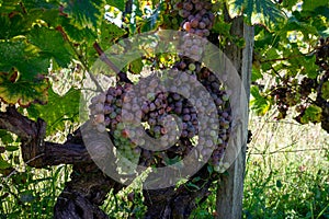 Ripe ready to harvest Semillon white grape on Sauternes vineyards in Barsac village affected by Botrytis cinerea noble rot, making