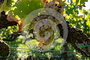 Ripe ready to harvest Semillon white grape on Sauternes vineyards in Barsac village affected by Botrytis cinerea noble rot, making