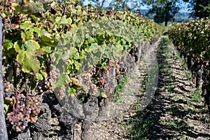 Ripe ready to harvest Semillon white grape on Sauternes vineyards in Barsac village affected by Botrytis cinerea noble rot, making