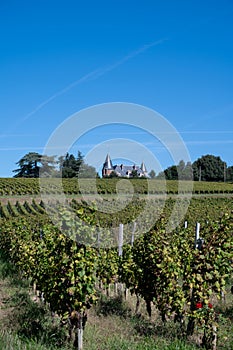 Ripe ready to harvest Semillon white grape on Sauternes vineyards in Barsac village affected by Botrytis cinerea noble rot, making