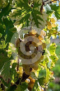 Ripe ready to harvest Semillon white grape on Sauternes vineyards in Barsac village affected by Botrytis cinerea noble rot, making