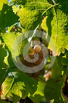 Ripe ready to harvest Semillon white grape on Sauternes vineyards in Barsac village affected by Botrytis cinerea noble rot, making