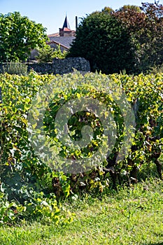 Ripe ready to harvest Semillon white grape on Sauternes vineyards in Barsac village affected by Botrytis cinerea noble rot, making