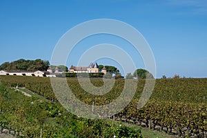 Ripe ready to harvest Semillon white grape on Sauternes vineyards in Barsac village affected by Botrytis cinerea noble rot, making