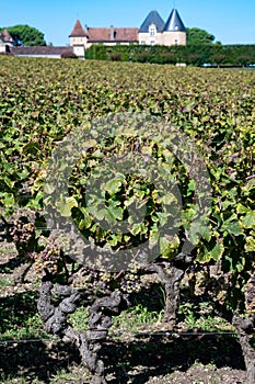 Ripe ready to harvest Semillon white grape on Sauternes vineyards in Barsac village affected by Botrytis cinerea noble rot, making